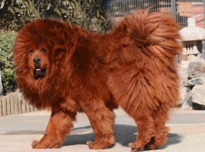 tibetan mastiff - Most Expensive Dogs in the World- TrustyTails
