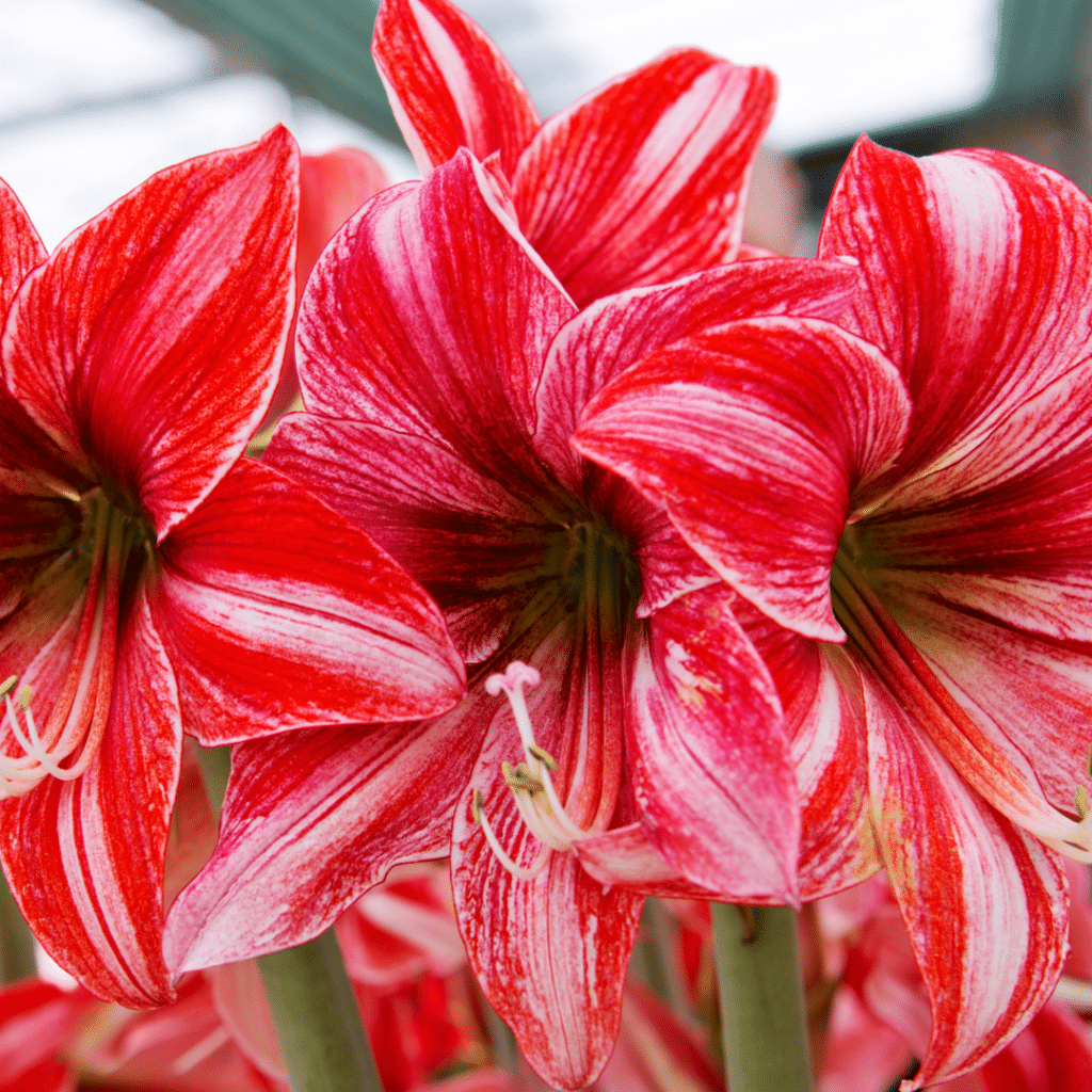 Six Holiday Plants that are Poisonous to Pets Amaryllis