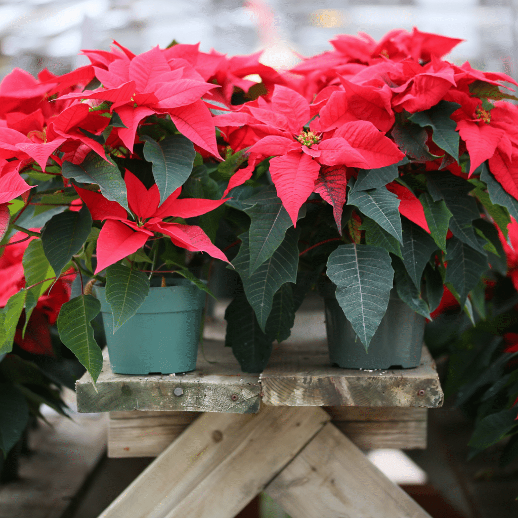 Six Holiday Plants that are Poisonous to Pets Poinsettia
