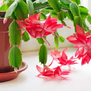 Six Holiday Plants that are Poisonous to Pets Cactus