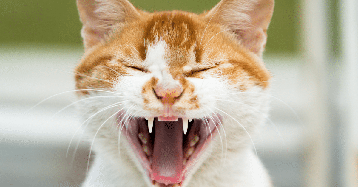 Why Do Cats Scream