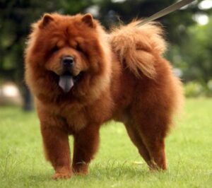 chow chow - Most Expensive Dogs in the World- TrustyTails