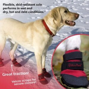 5 Best Dog Snow Boots - Reviews and Guide (2021)