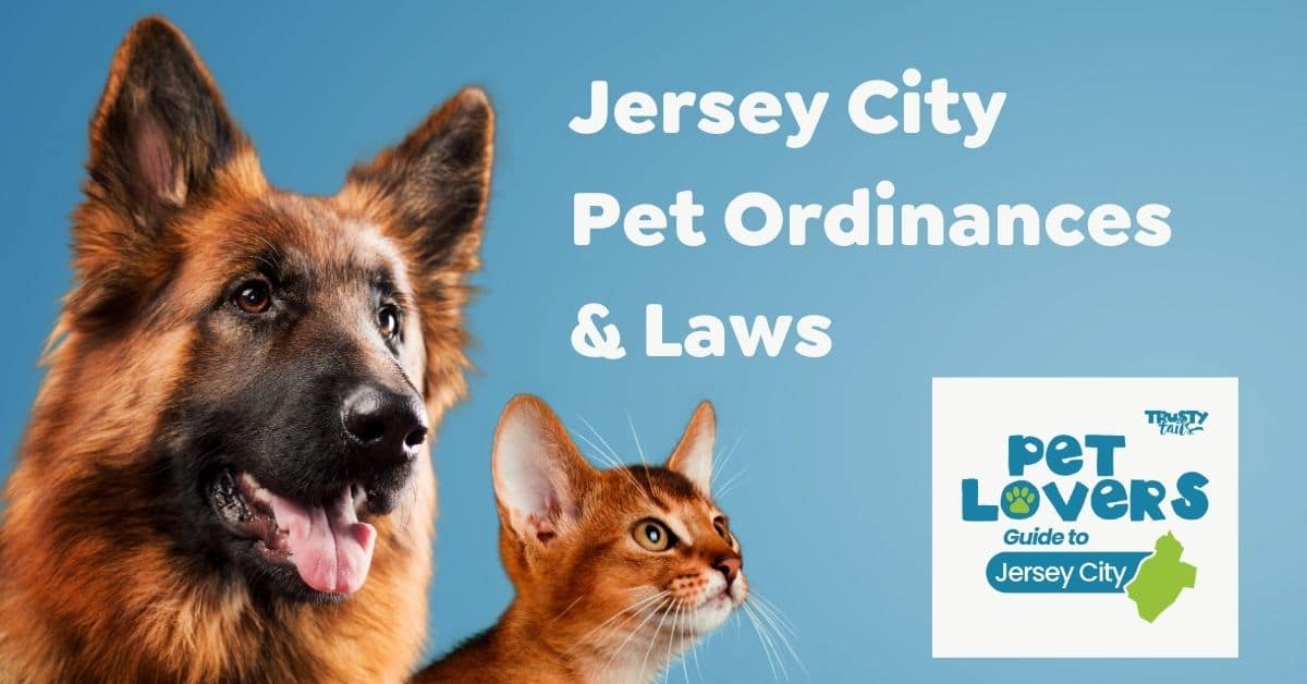 Pet Owners’ Guide to Jersey City Pet Ordinances