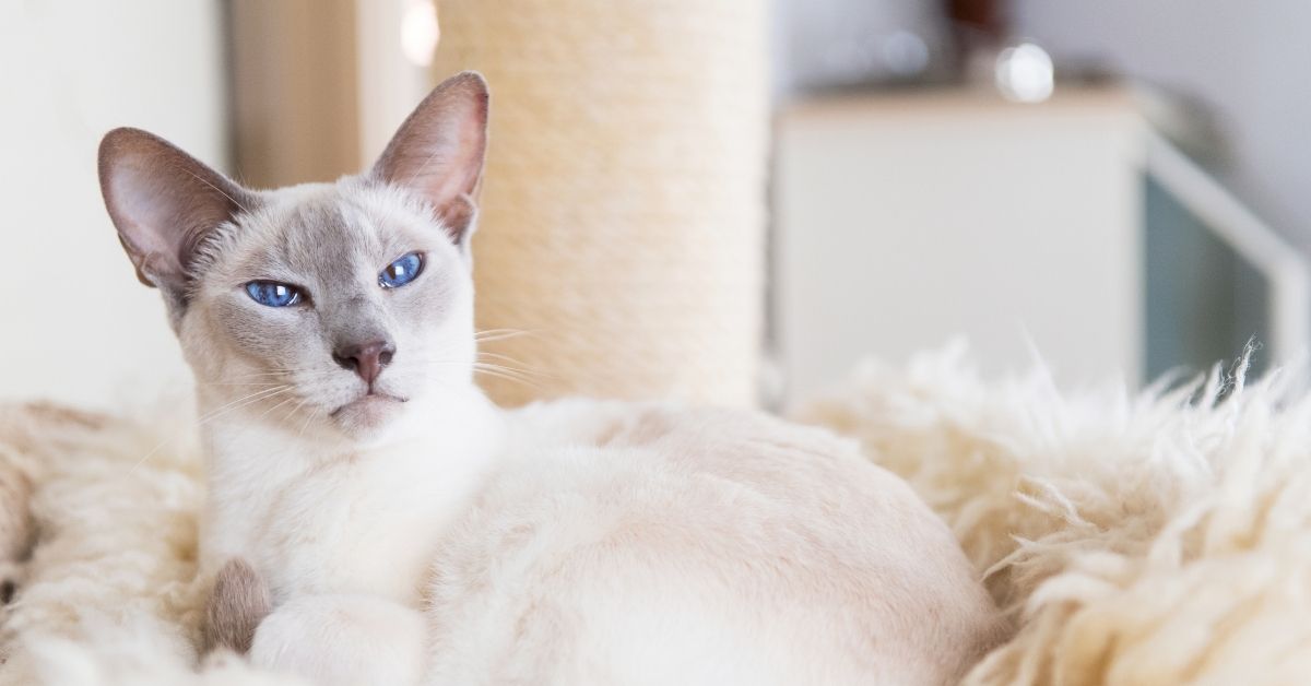 Do Siamese Mix Cat Breeds Make Good Pets_