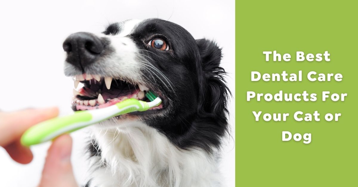 The Best Dental Care Products For Your Cat or Dog