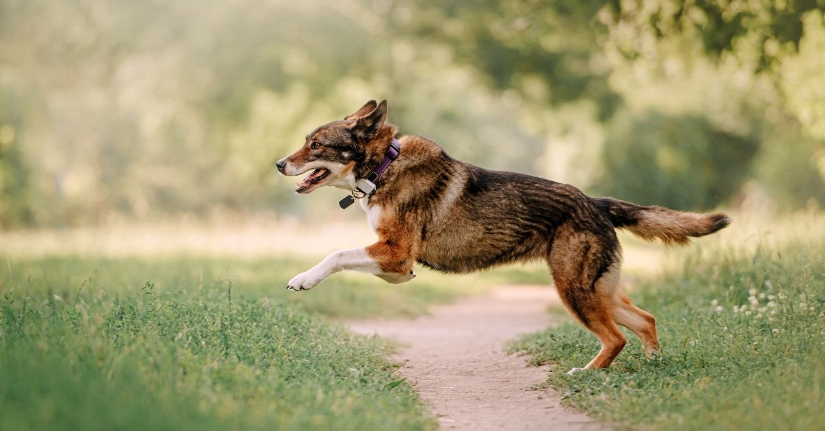 Top 10 GPS Pet Trackers (Our Top Picks for 2021) (11)