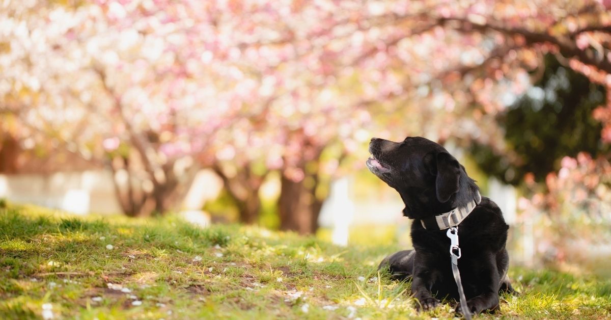 6 Places to See Cherry Blossoms Near Hoboken & Jersey City