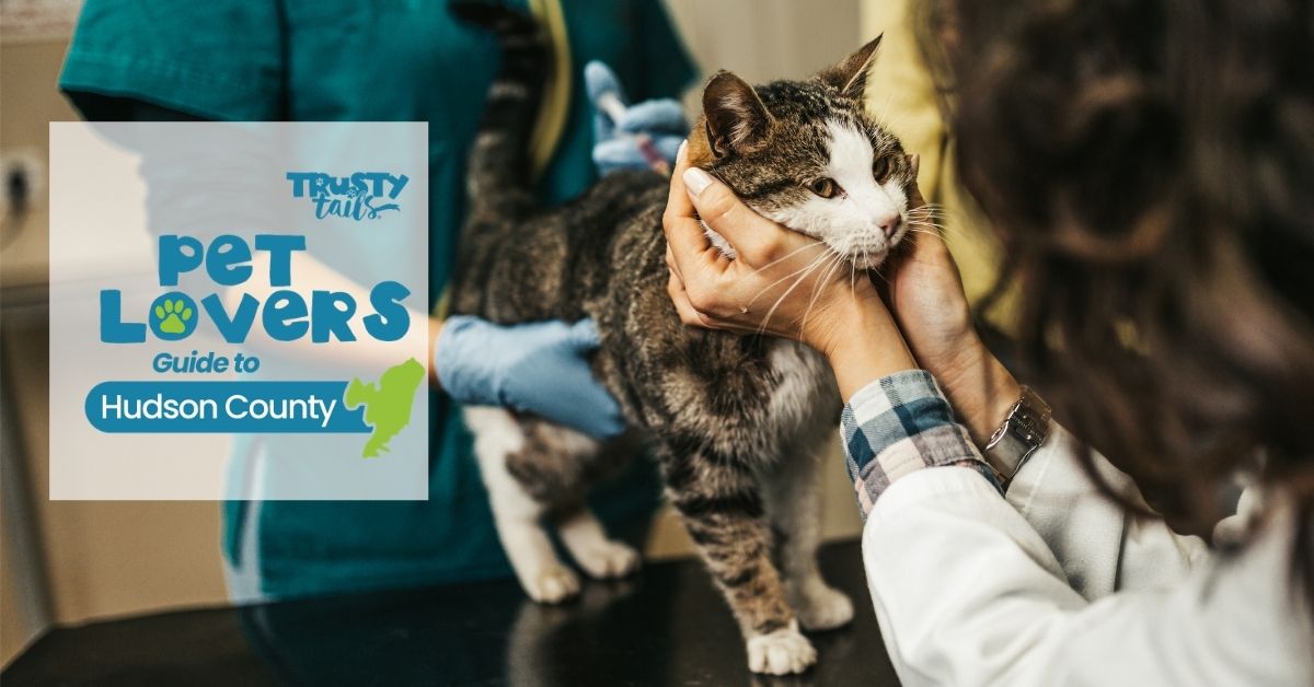 A Local Guide to After Hours Emergency Veterinarians Near Hoboken & Jersey City