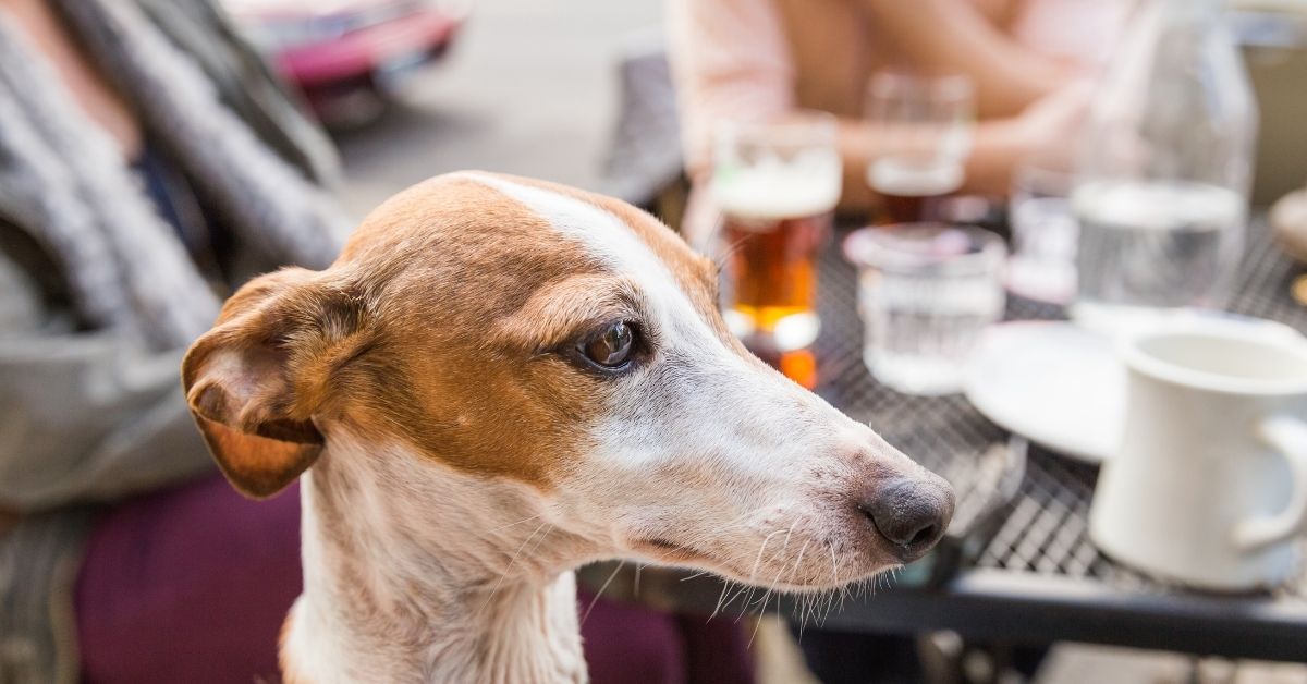 A Local Guide to Dog-Friendly Bars & Restaurants in Hoboken and Jersey City