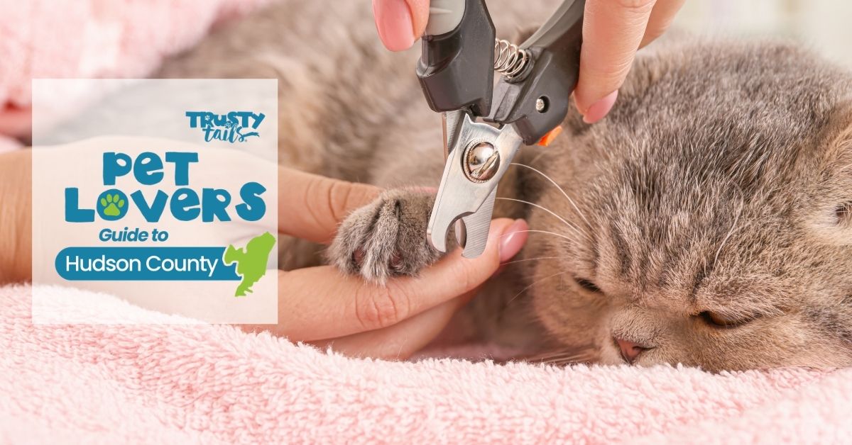 Cat Grooming in Hoboken and Jersey City