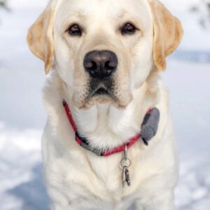 Top 10 GPS Pet Trackers (Our Top Picks for 2021) (10)