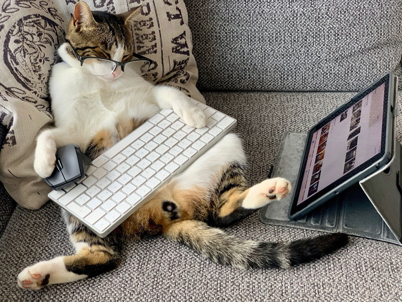 cat and tablet