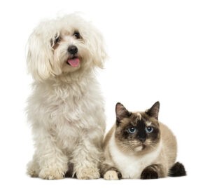 Maltese panting and Birman cat, isolated on white Cat and dog pet services