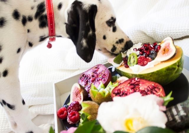 human foods that make dogs happy